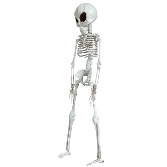 Esqueleto Alienígena Pendurado