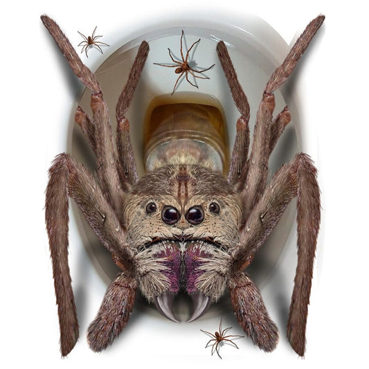 Decoração WC Aranha Gigante