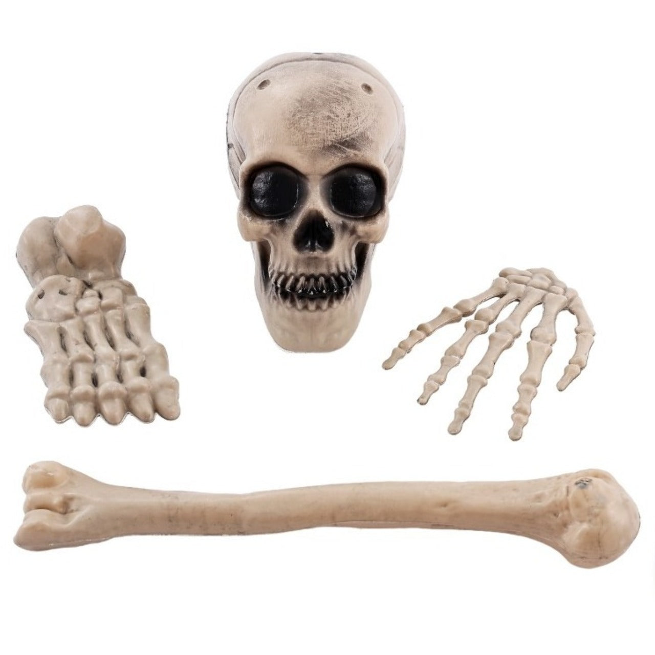 Ossos de Esqueleto