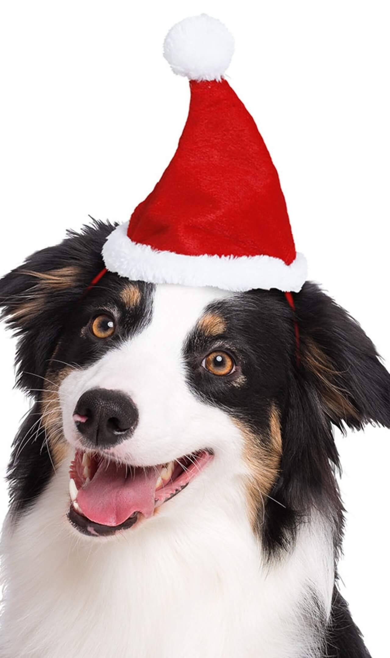 Gorro de Natal para Animais de Estimação