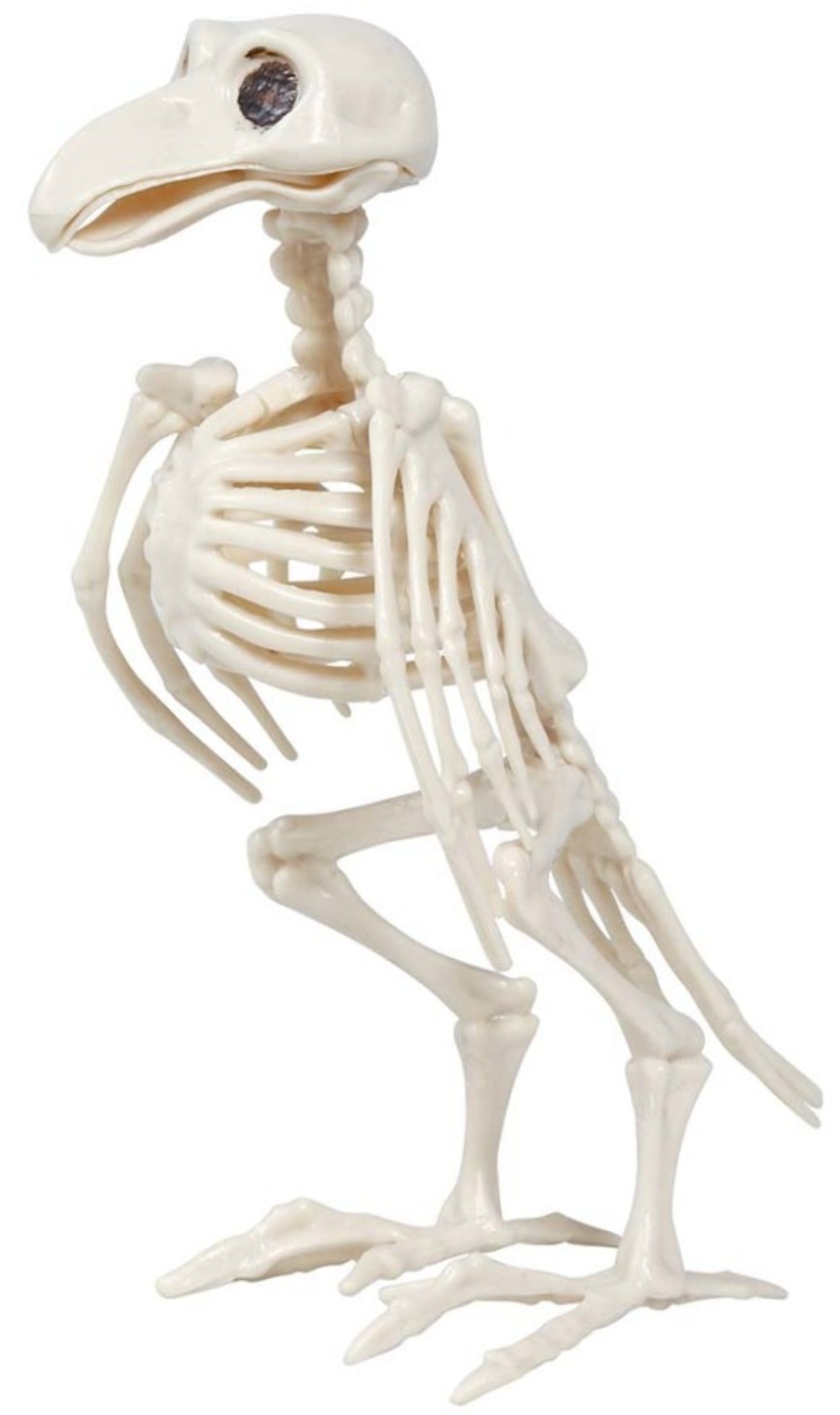 Esqueleto de Corvo