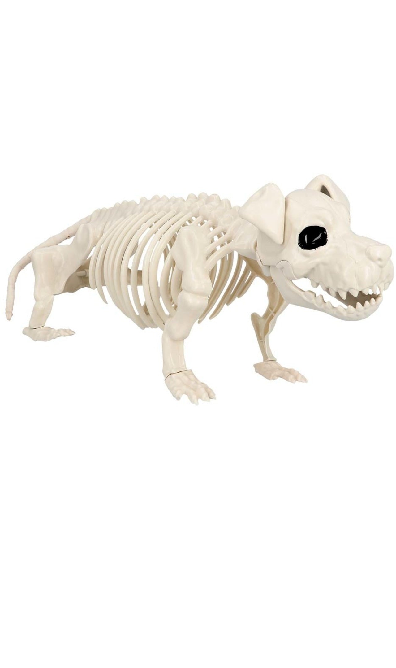 Esqueleto de Cão de Guarda