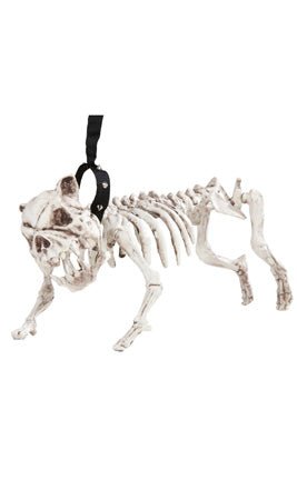 Esqueleto Cão